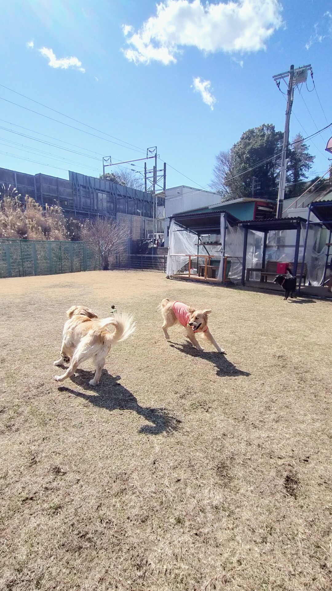 ファイル 7924-1.jpg