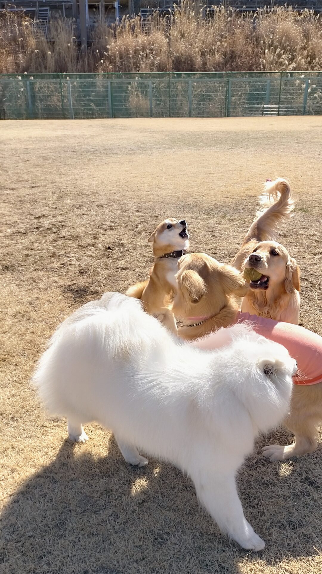 ファイル 7924-3.jpg