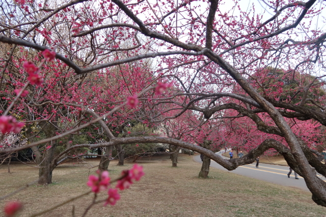 ファイル 7932-3.jpg