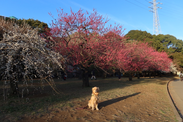 ファイル 7932-4.jpg