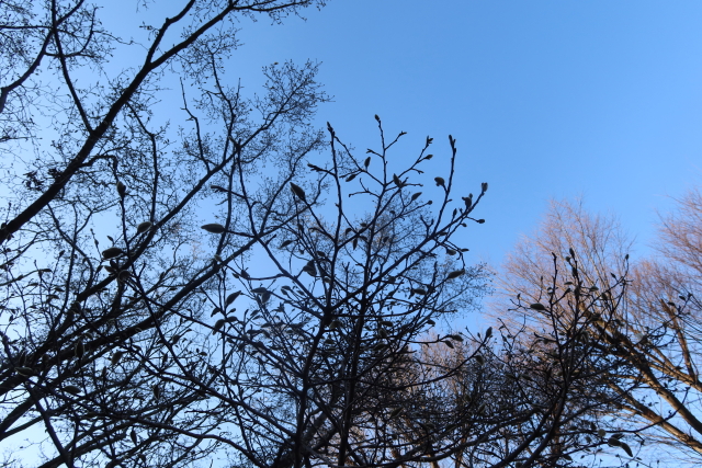 ファイル 7937-5.jpg