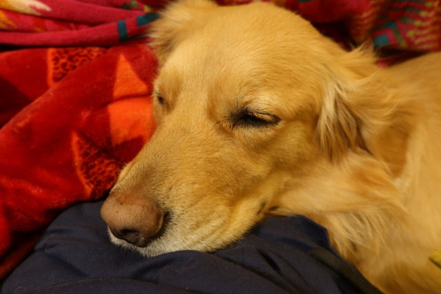 ファイル 7938-1.jpg