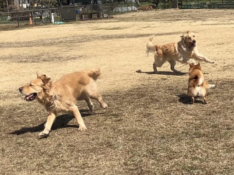 ファイル 7945-1.jpeg