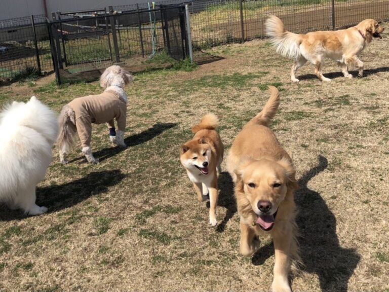 ファイル 7945-2.jpeg