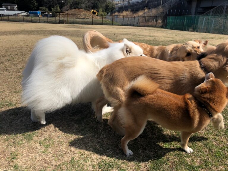 ファイル 7945-4.jpeg