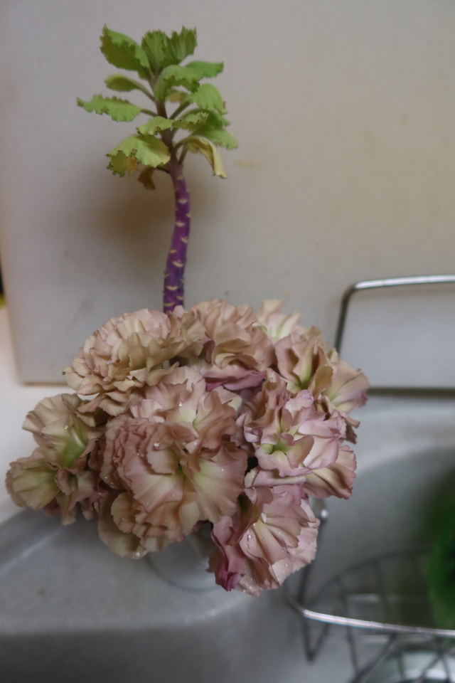 ファイル 7946-3.jpg