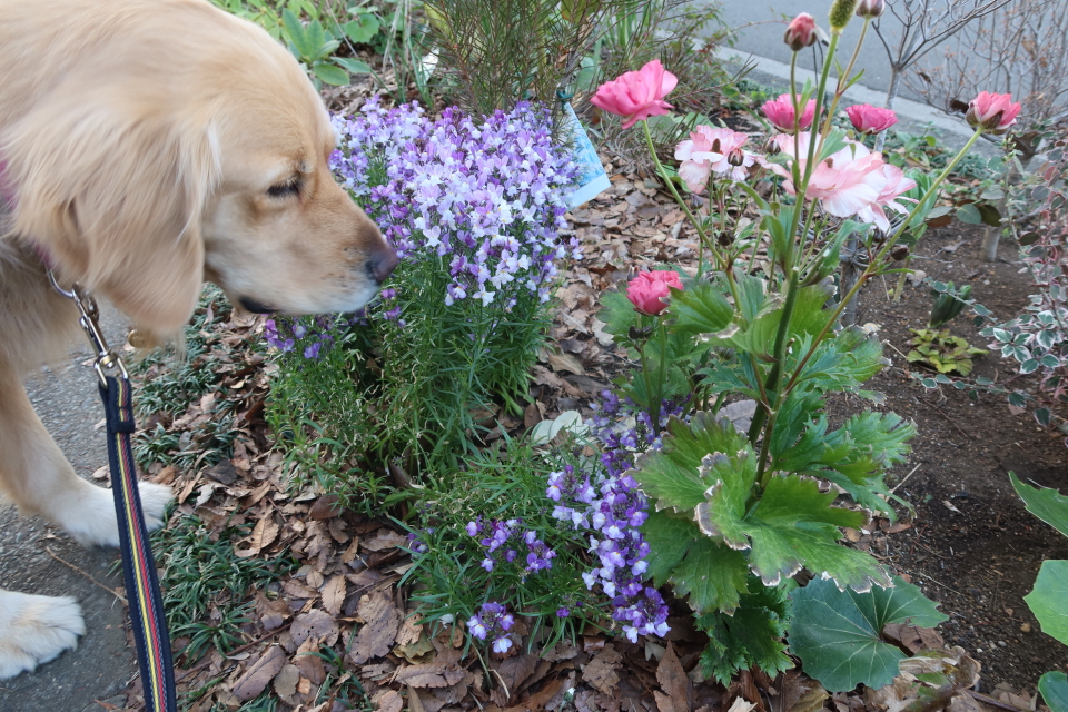 ファイル 7946-4.jpg