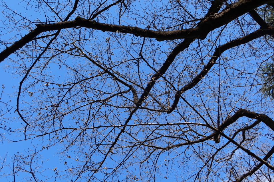 ファイル 7950-1.jpg