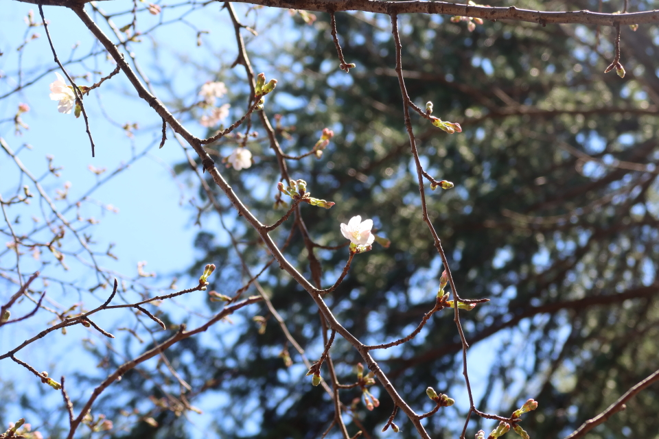 ファイル 7950-2.jpg