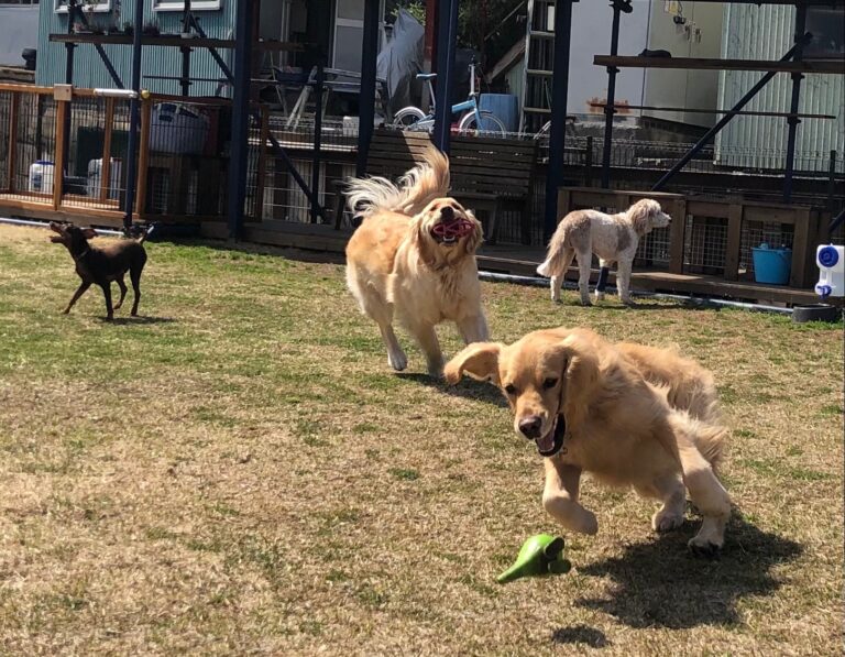 ファイル 7953-1.jpeg