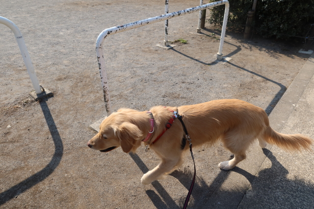 ファイル 7955-1.jpg