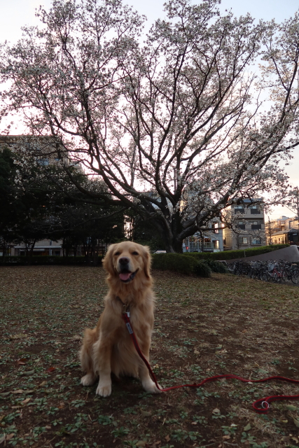 ファイル 7956-1.jpg