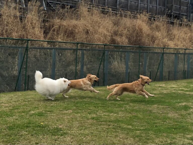 ファイル 7963-4.jpeg