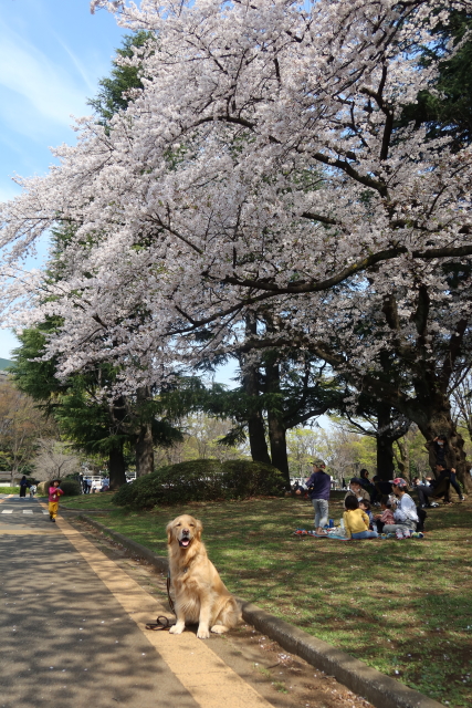 ファイル 7964-3.jpg