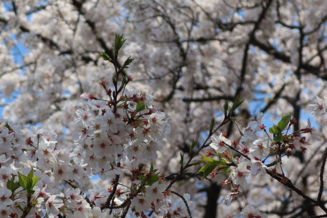 ファイル 7964-4.jpg