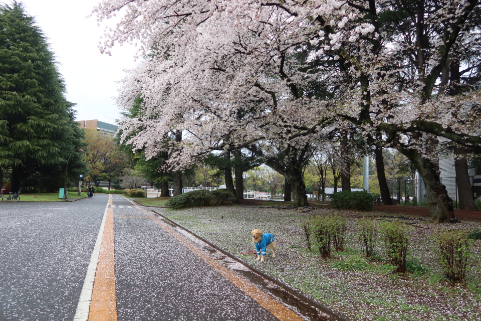 ファイル 7965-3.jpg