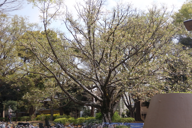 ファイル 7966-3.jpg