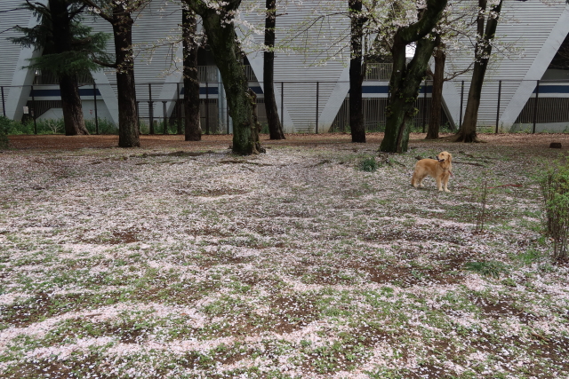 ファイル 7967-1.jpg