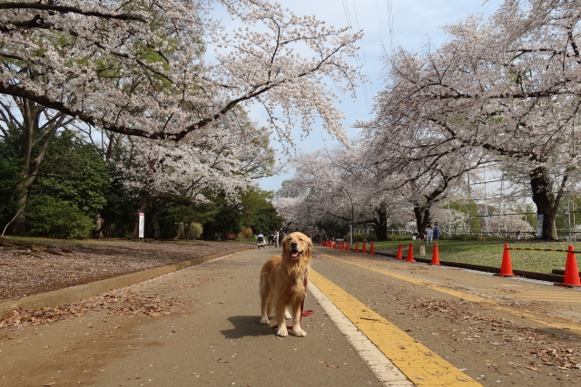 ファイル 7967-4.jpg