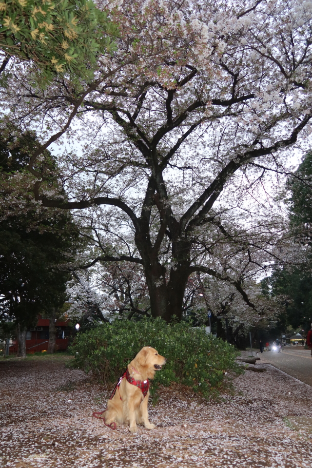 ファイル 7968-5.jpg