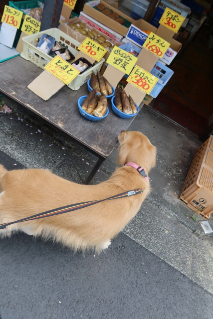 ファイル 7972-5.jpg