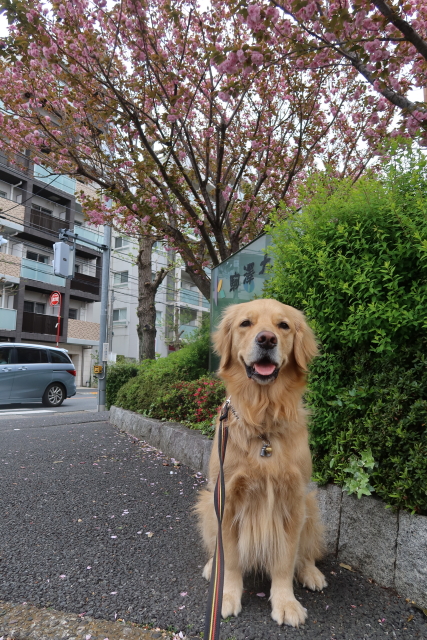 ファイル 7973-1.jpg