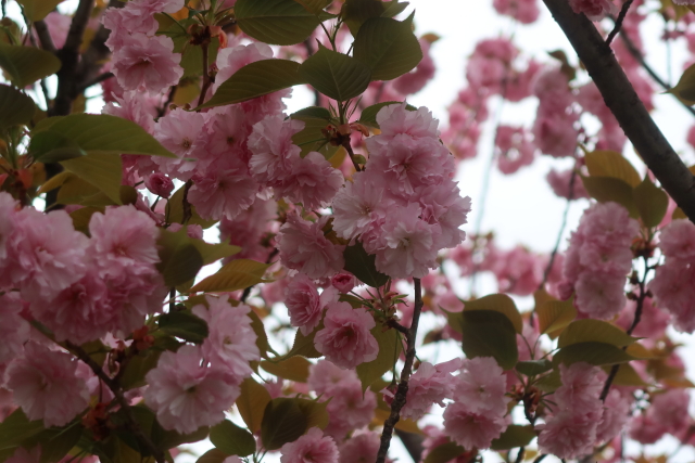 ファイル 7973-2.jpg