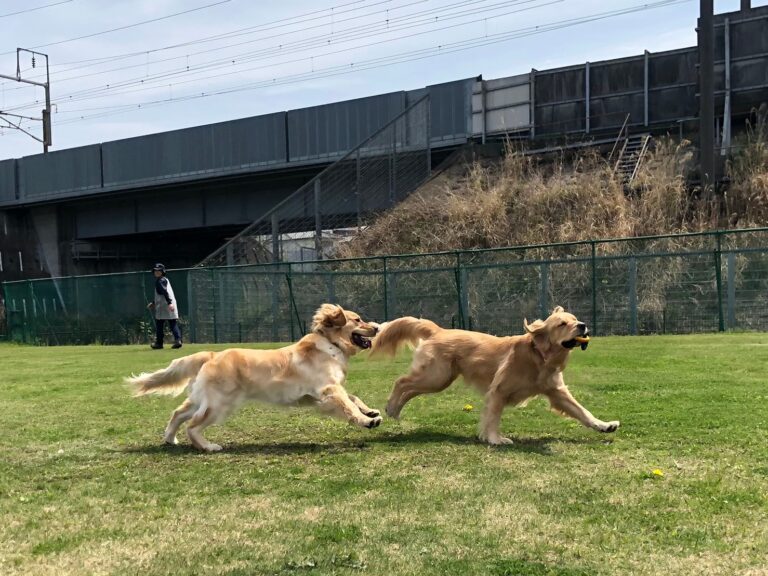 ファイル 7976-2.jpeg