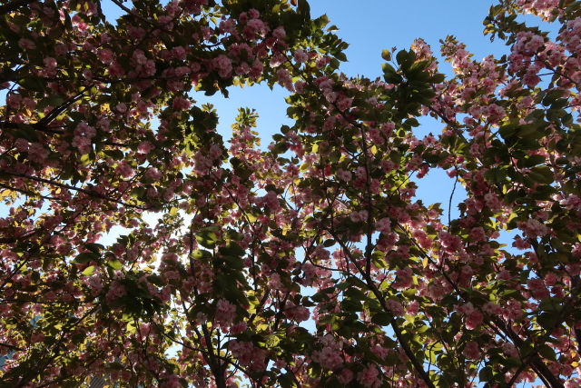 ファイル 7978-2.jpg