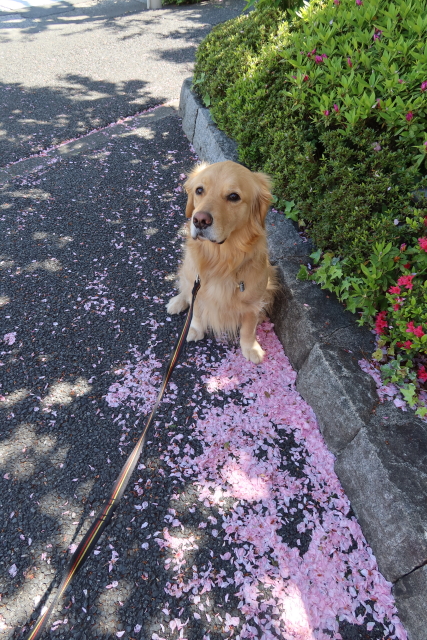 ファイル 7978-3.jpg