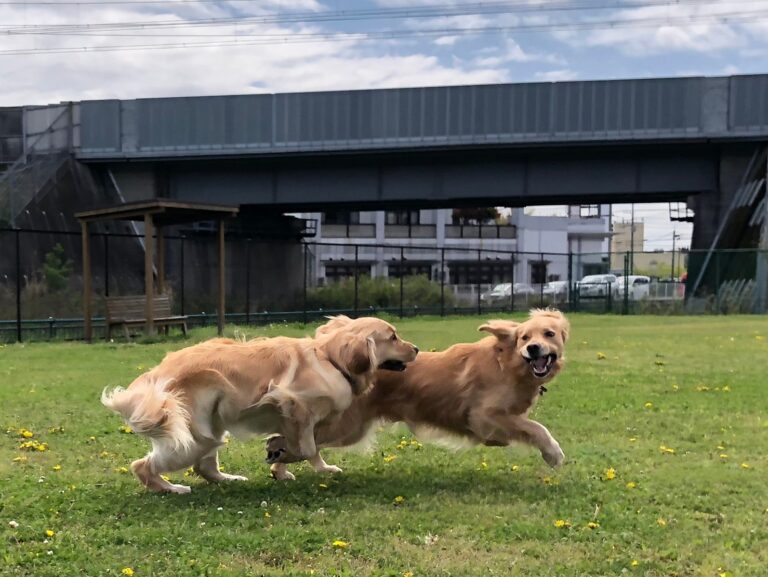 ファイル 7983-2.jpeg