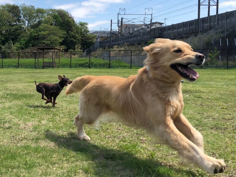 ファイル 7983-4.jpeg