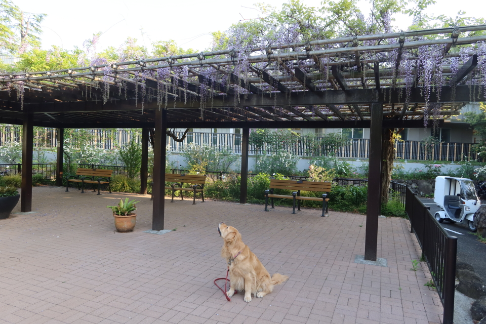 ファイル 7988-2.jpg