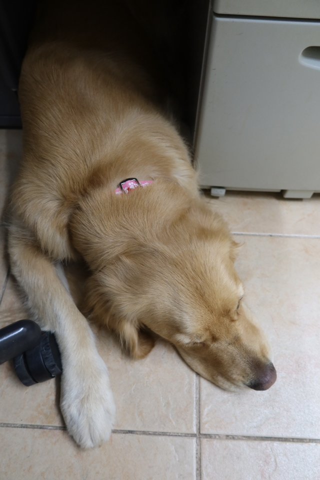 ファイル 7993-4.jpg