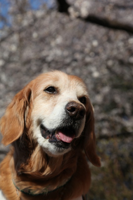 ファイル 7997-3.jpg