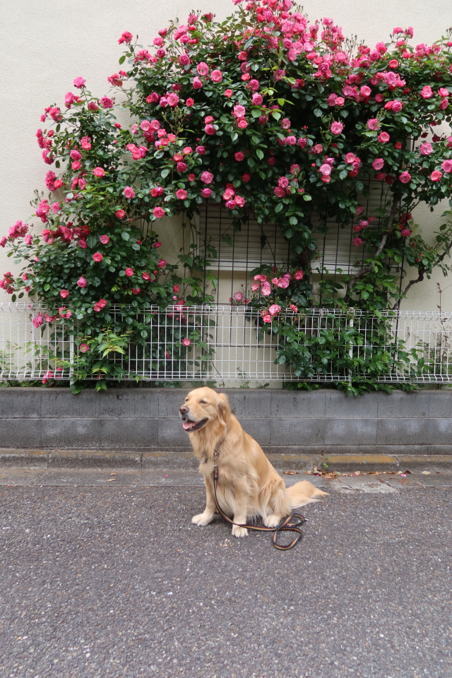 ファイル 8002-1.jpg