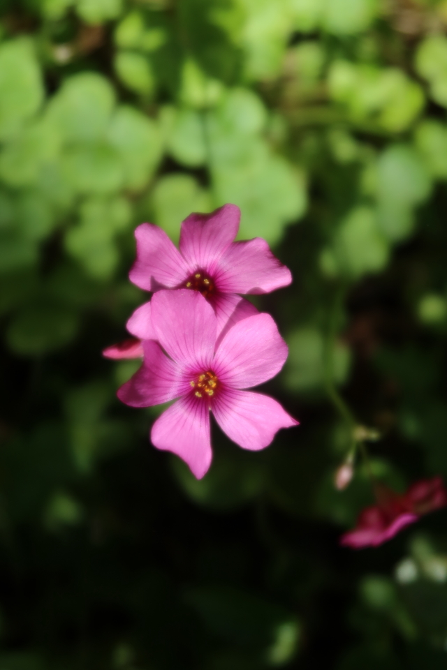 ファイル 8004-2.jpg