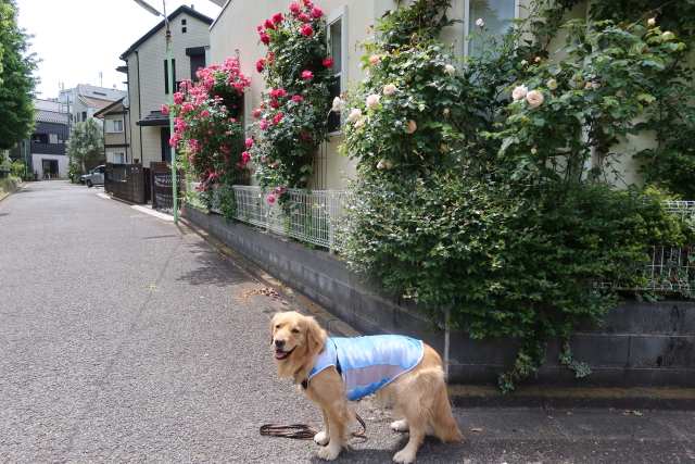 ファイル 8008-5.jpg