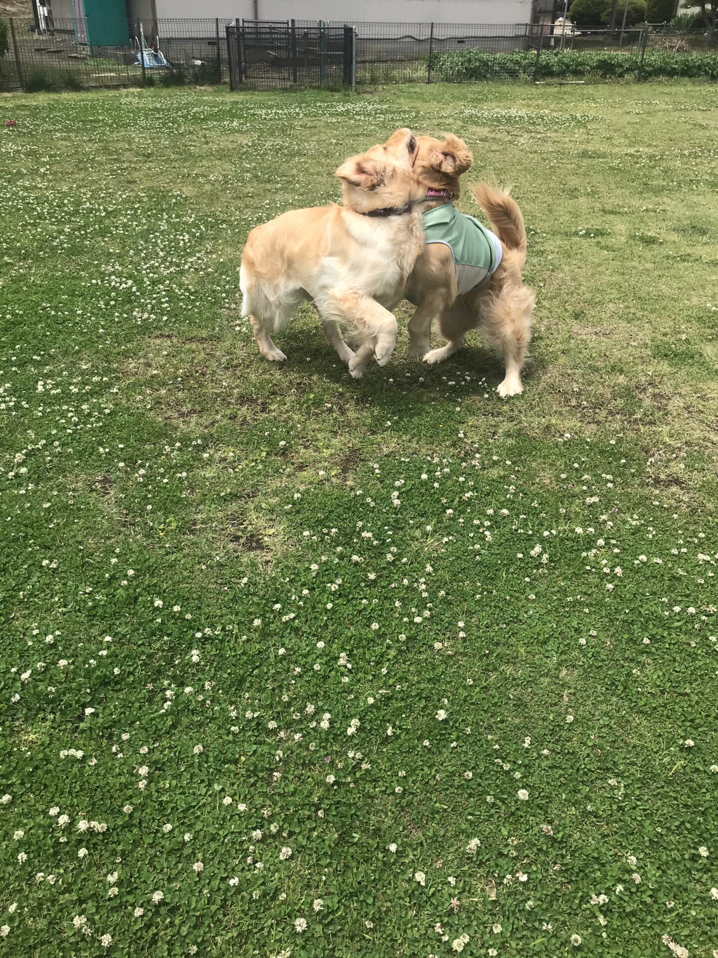 ファイル 8009-2.jpeg