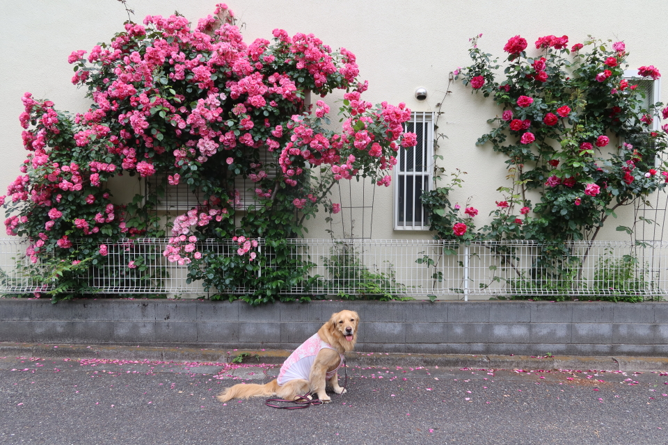 ファイル 8011-5.jpg