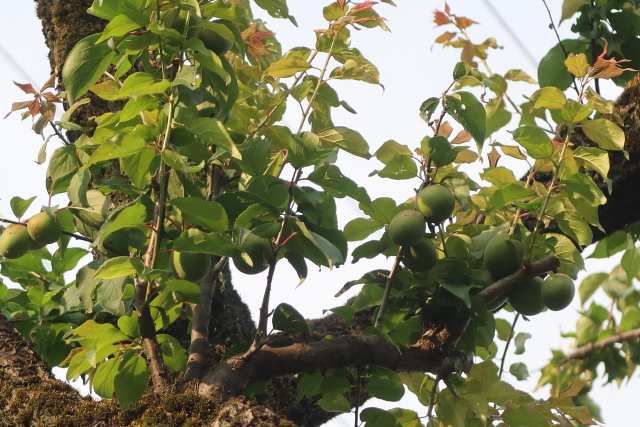 ファイル 8013-2.jpg