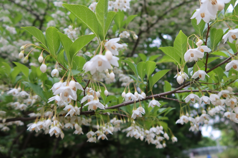 ファイル 8013-5.jpg