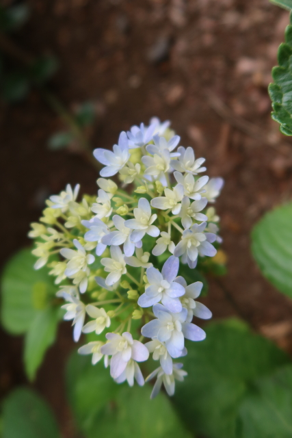 ファイル 8016-5.jpg