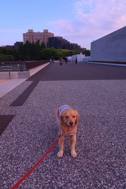 ファイル 8017-1.jpg