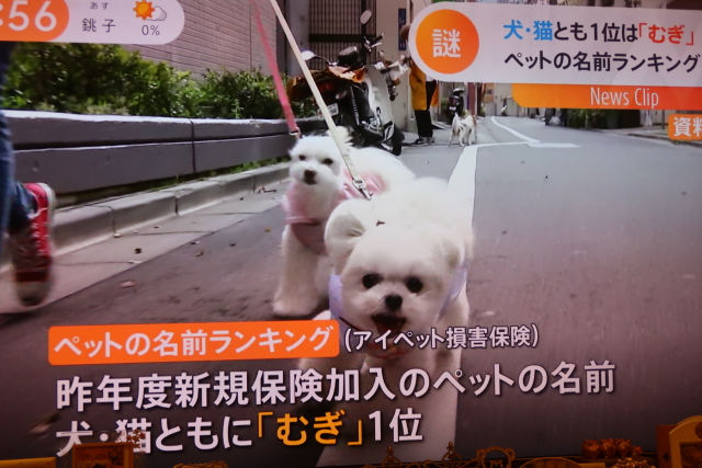 ファイル 8019-2.jpg