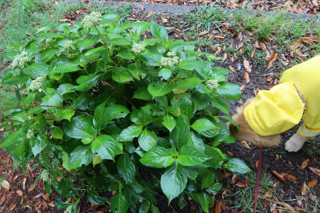 ファイル 8020-3.jpg