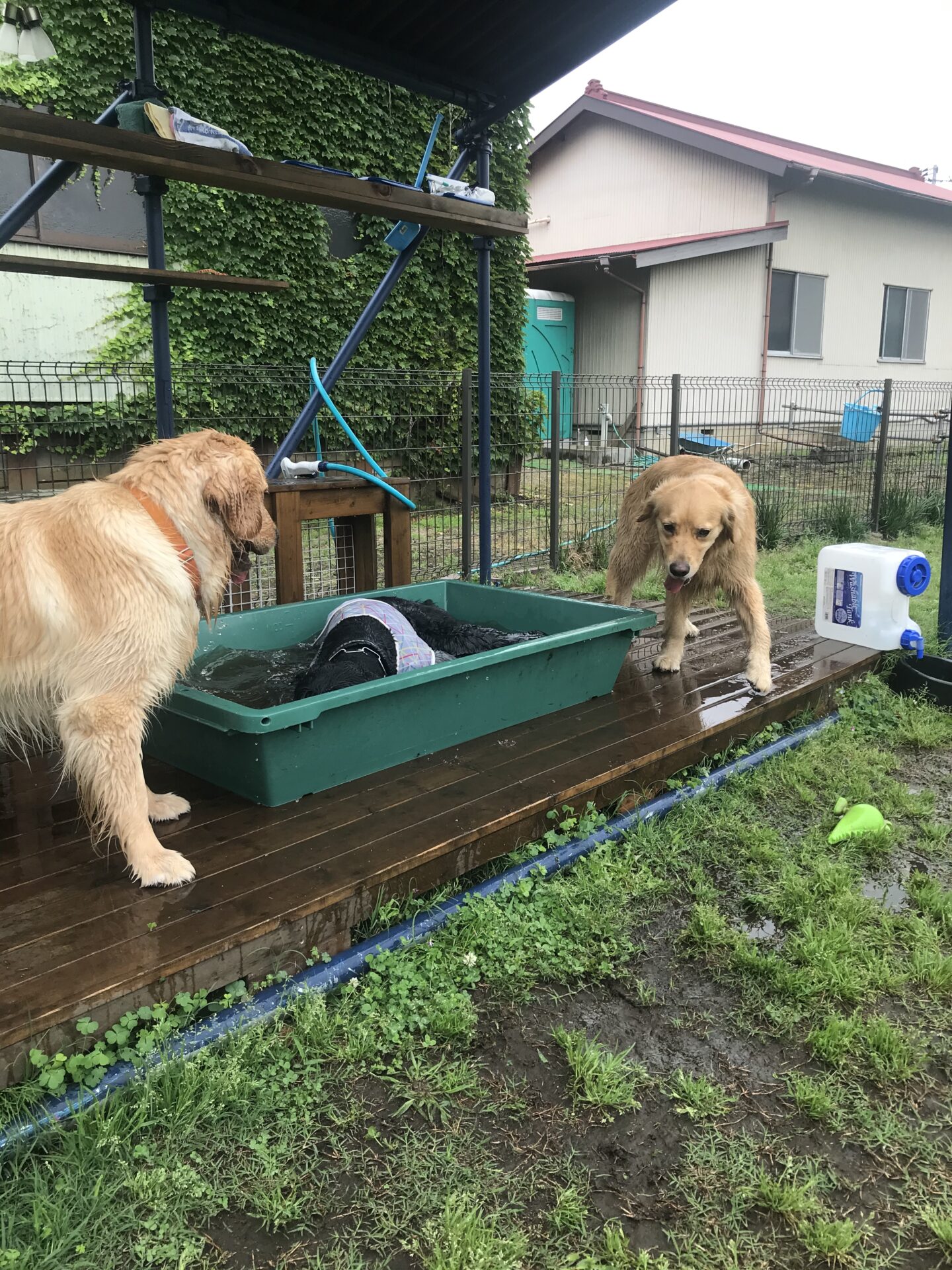 ファイル 8022-2.jpeg