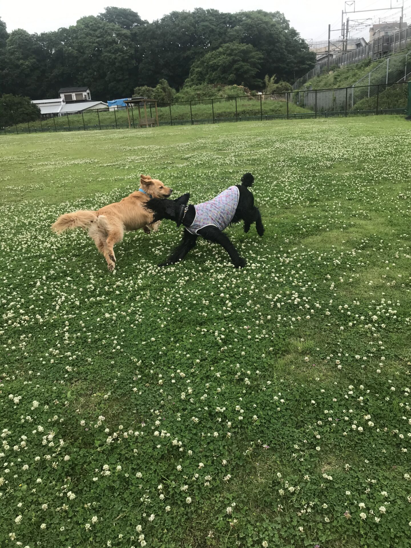 ファイル 8022-5.jpeg