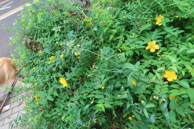 ファイル 8023-2.jpg