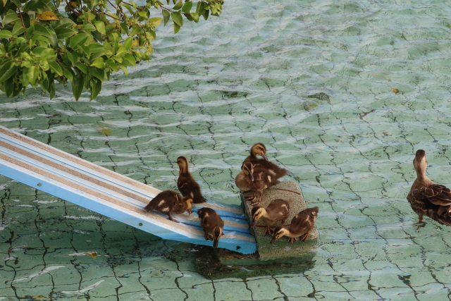 ファイル 8028-5.jpg